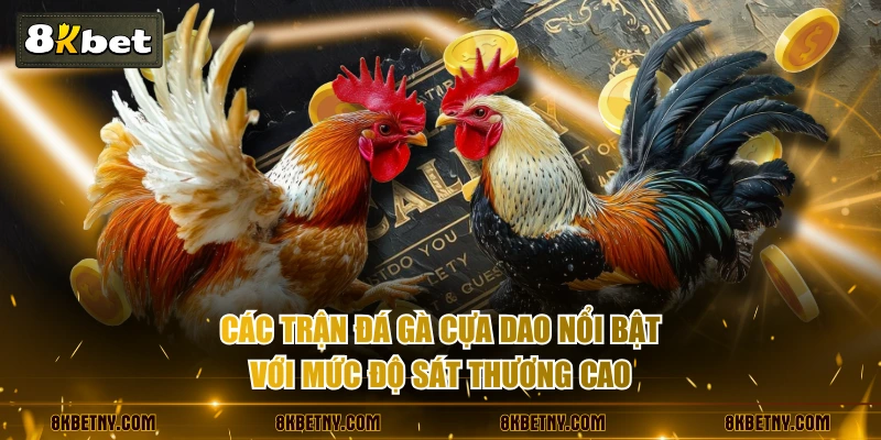 Các trận đá gà cựa dao nổi bật với mức độ sát thương cao