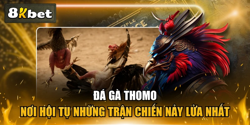 Đá Gà Thomo - Nơi Hội Tụ Những Trận Chiến Nảy Lửa Nhất