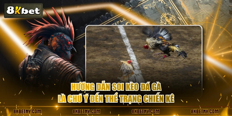 Hướng Dẫn Soi Kèo Đá Gà Chuẩn Xác Từng Bước Cho Kê Thủ 3 Hướng dẫn soi kèo đá gà là chú ý đến thể trạng chiến kê